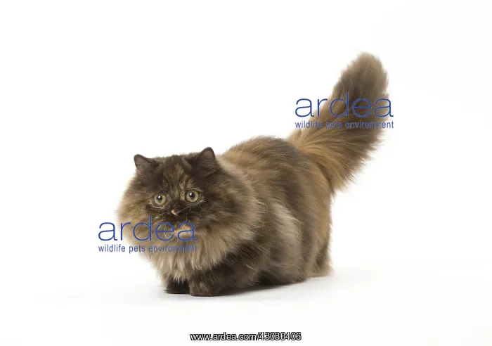  : Minuet cat in the studio