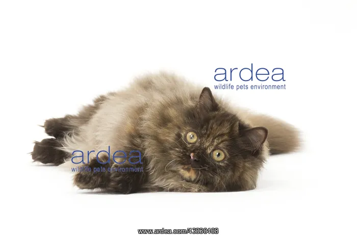  : Minuet cat in the studio