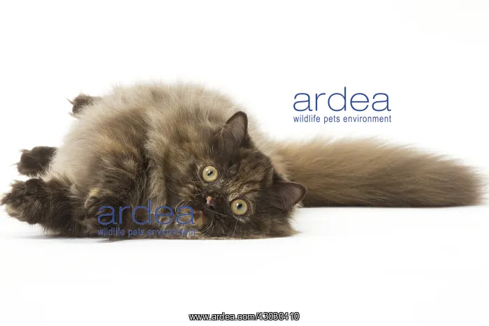  : Minuet cat in the studio