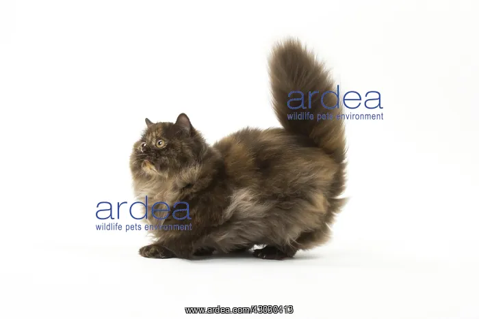  : Minuet cat in the studio