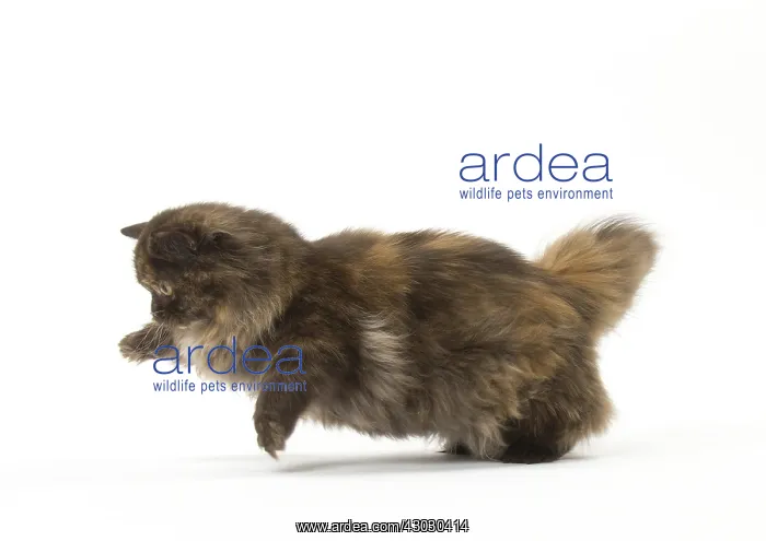  : Minuet cat in the studio