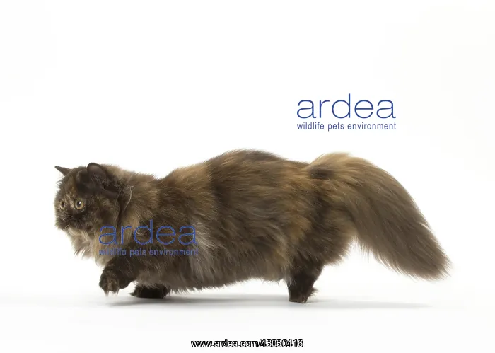  : Minuet cat in the studio