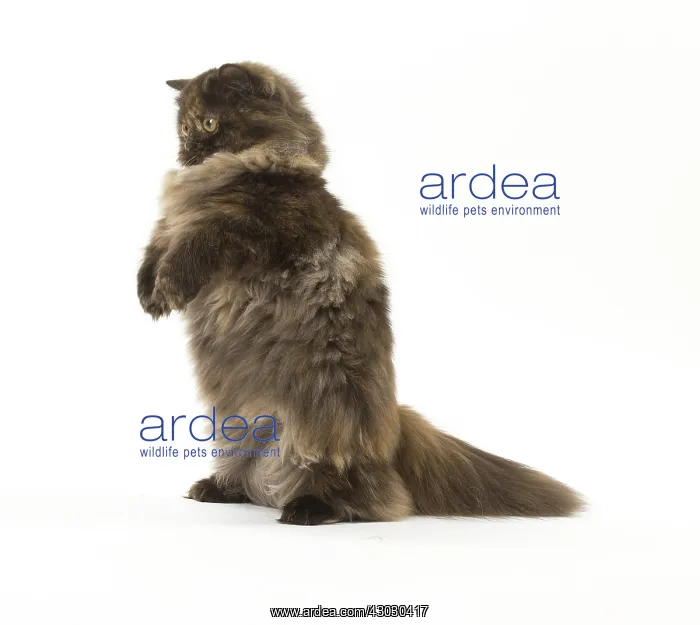  : Minuet cat in the studio