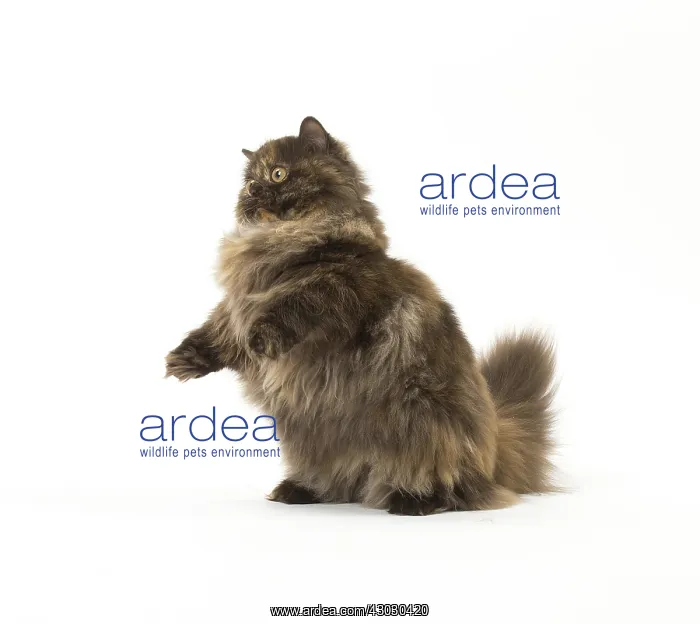  : Minuet cat in the studio