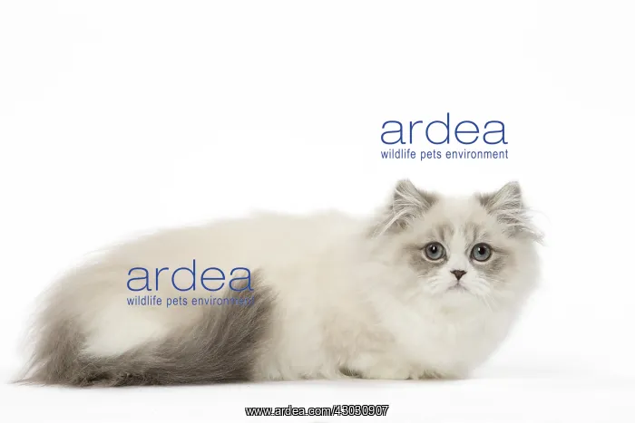  : Minuet Cat in the Studio