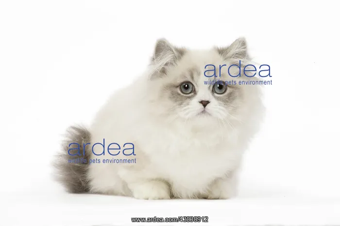  : Minuet Cat in the Studio
