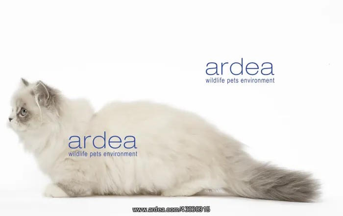  : Minuet Cat in the Studio