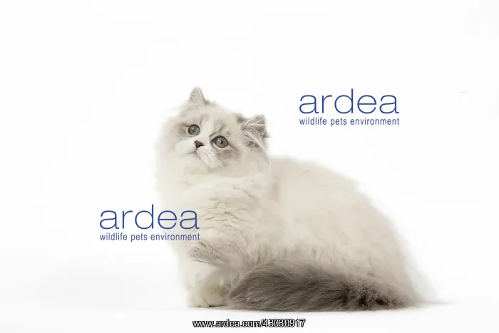  : Minuet Cat in the Studio