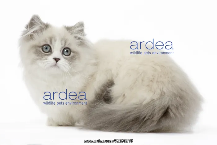  : Minuet Cat in the Studio
