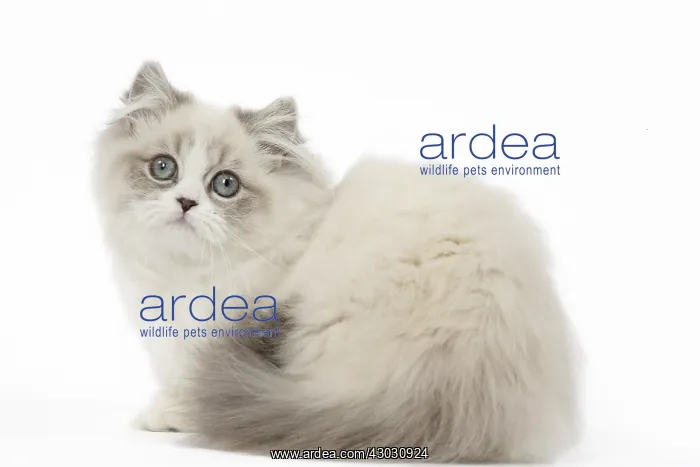  : Minuet Cat in the Studio