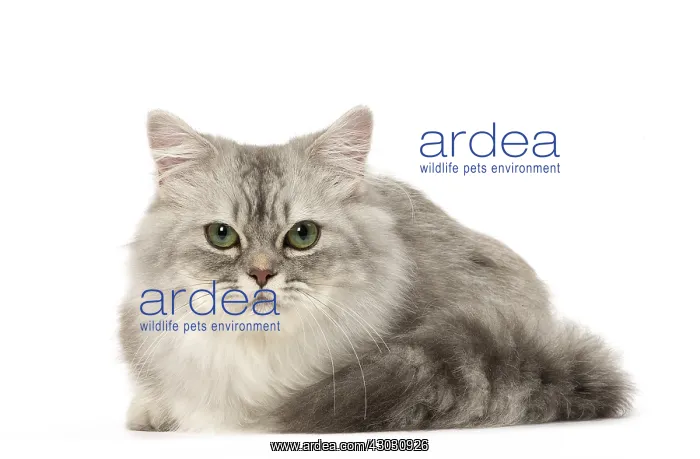  : Minuet Cat in the Studio