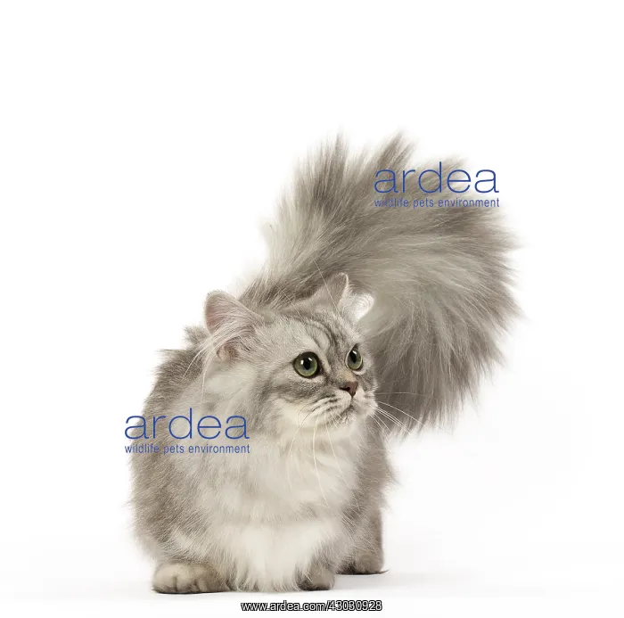  : Minuet Cat in the Studio