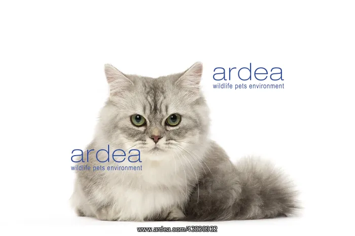  : Minuet Cat in the Studio