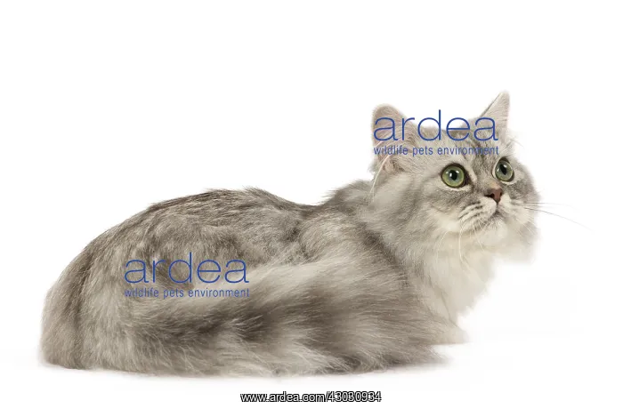  : Minuet Cat in the Studio