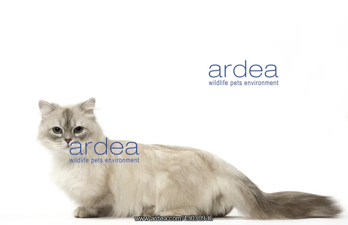  : Minuet Cat in the Studio