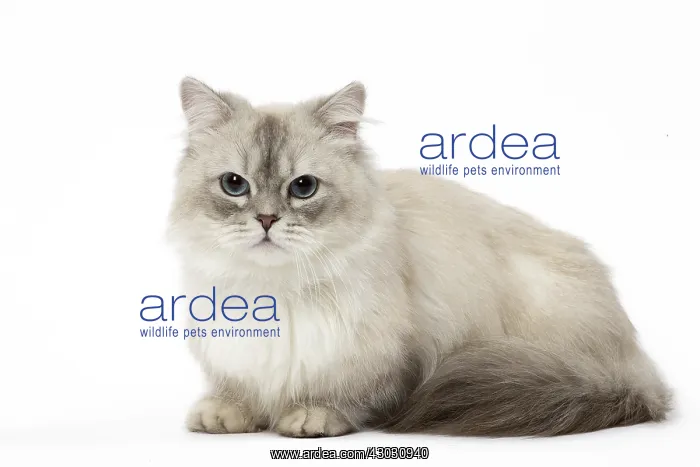  : Minuet Cat in the Studio
