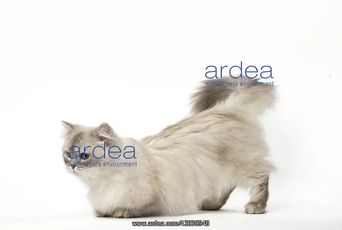  : Minuet Cat in the Studio