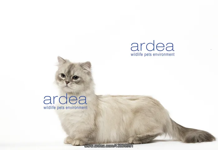  : Minuet Cat in the Studio