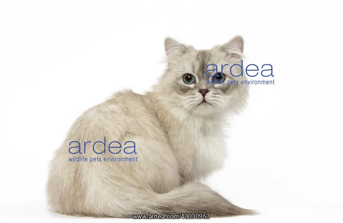  : Minuet Cat in the Studio