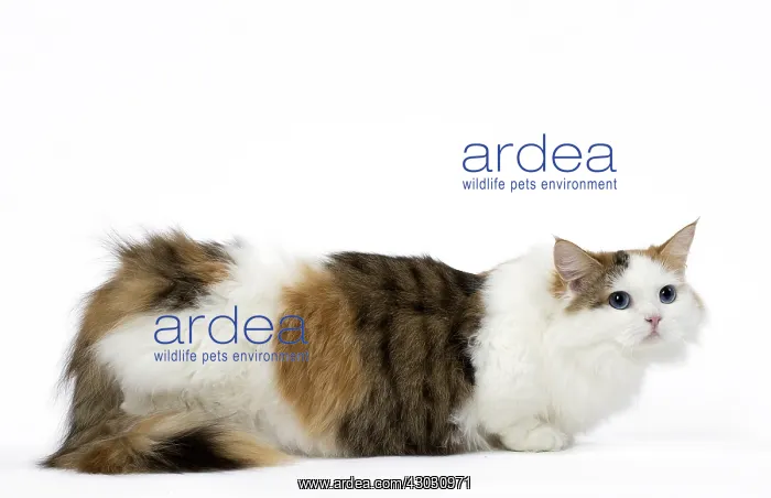 : Minuet Cat in the Studio
