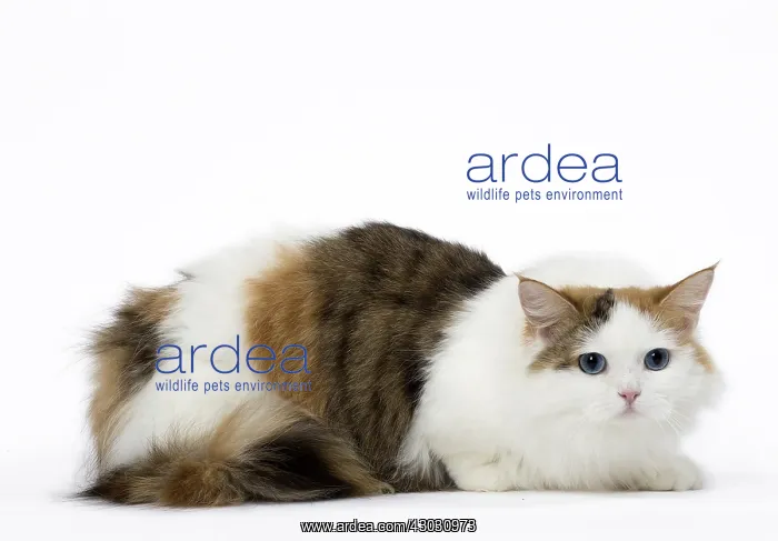 : Minuet Cat in the Studio