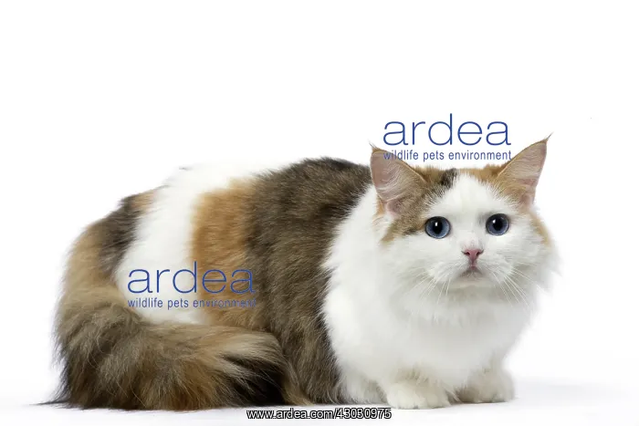  : Minuet Cat in the Studio