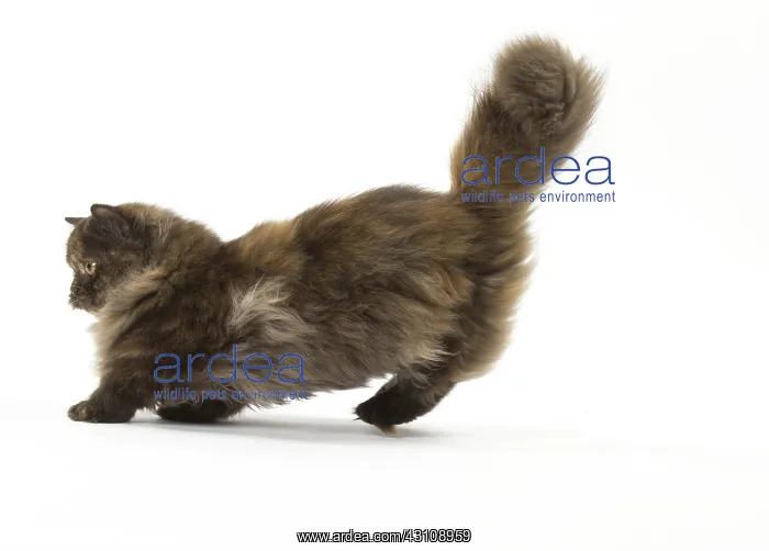  : Minuet cat in the studio