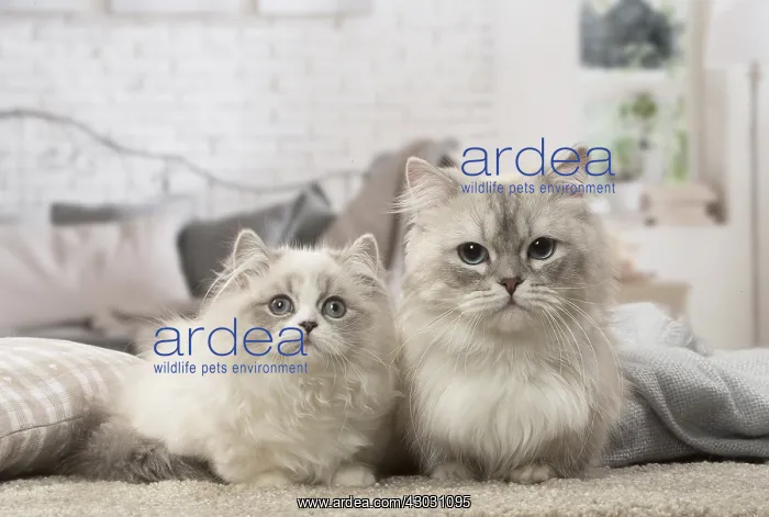  : Two Minuet Cats indoors