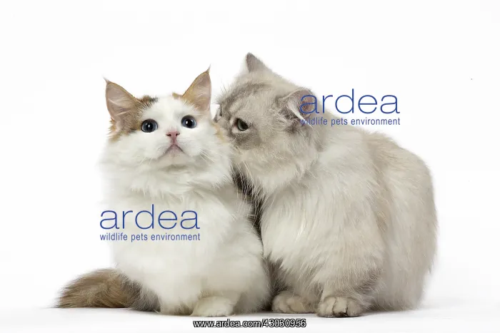  : Two Minuet Cats in the Studio
