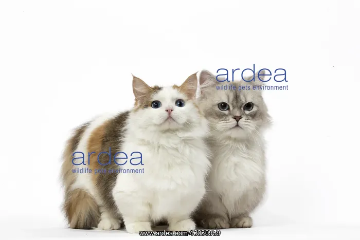  : Two Minuet Cats in the Studio