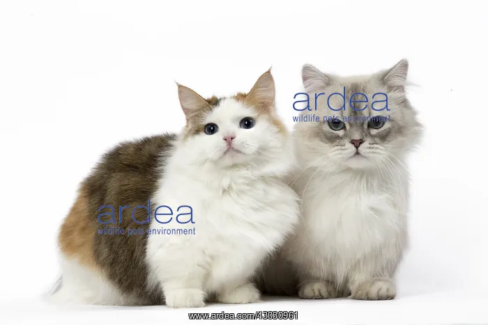  : Two Minuet Cats in the Studio