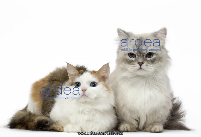  : Two Minuet Cats in the Studio