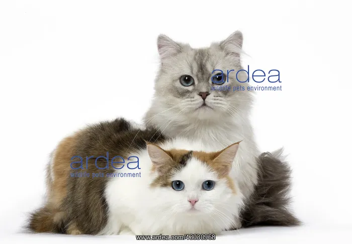  : Two Minuet Cats in the Studio