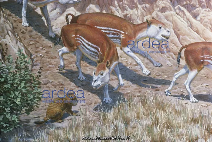 : Miocene Mammals from Nebraska : Miocene Mammals from Nebraska