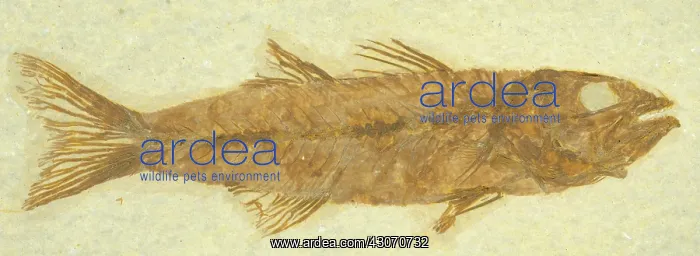 : Mioplosus labracoides Fossil : Mioplosus labracoides Fossil