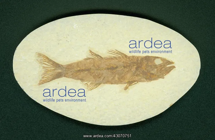  : Mioplosus labracoides Fossil