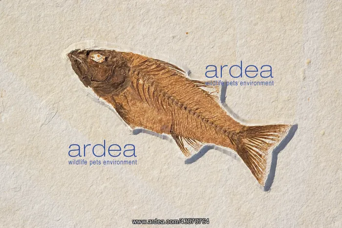 : Mioplosus labracoides Fossil : Mioplosus labracoides Fossil