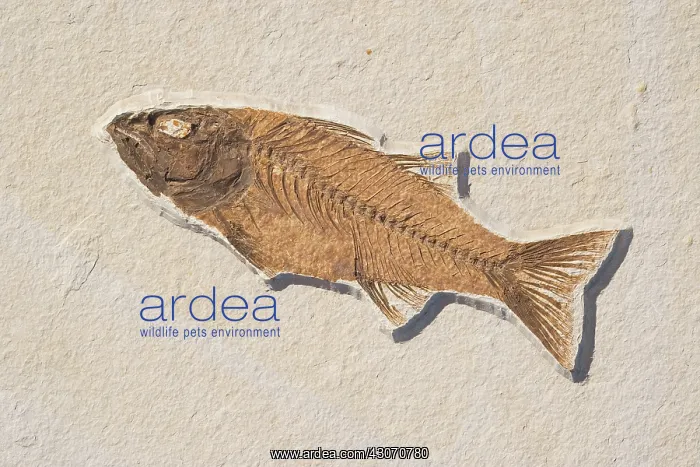 : Mioplosus labracoides Fossil : Mioplosus labracoides Fossil