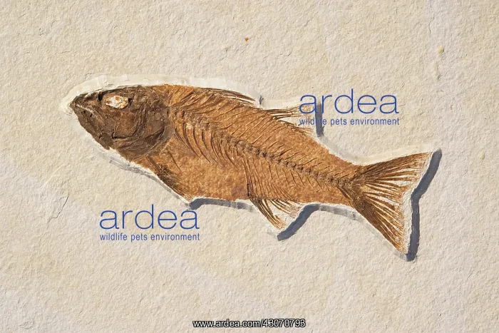 : Mioplosus labracoides Fossil : Mioplosus labracoides Fossil