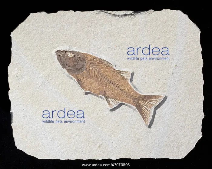 : Mioplosus labracoides Fossil : Mioplosus labracoides Fossil