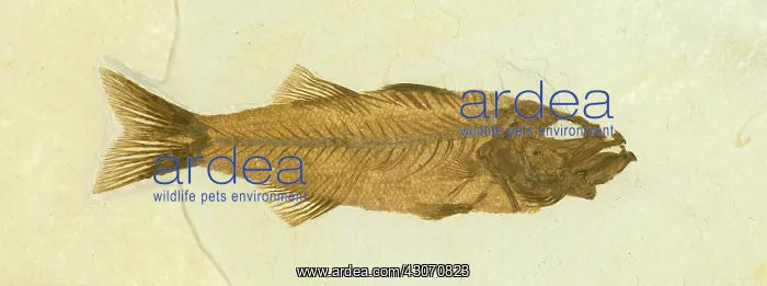 : Mioplosus labracoides Fossil : Mioplosus labracoides Fossil