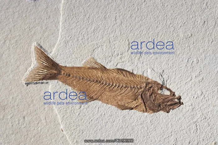 : Mioplosus labracoides Fossil : Mioplosus labracoides Fossil