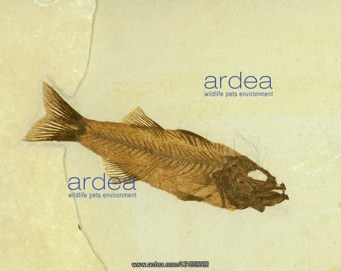 : Mioplosus labracoides Fossil : Mioplosus labracoides Fossil