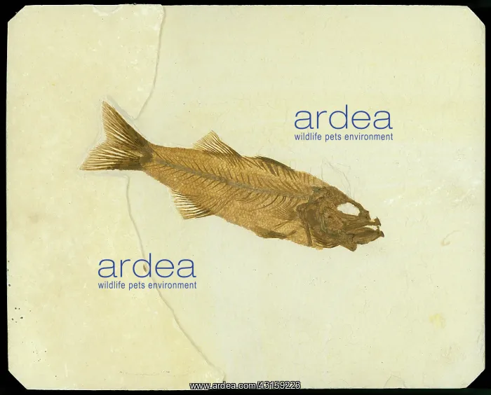 : Mioplosus labracoides Fossil : Mioplosus labracoides Fossil