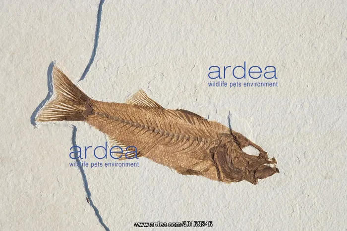 : Mioplosus labracoides Fossil : Mioplosus labracoides Fossil