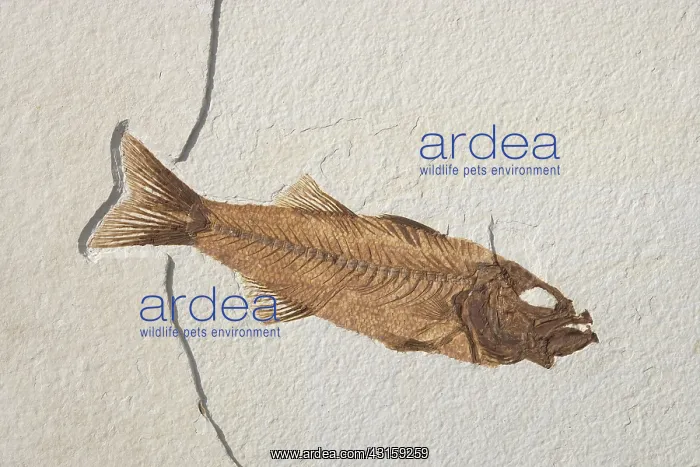 : Mioplosus labracoides Fossil : Mioplosus labracoides Fossil
