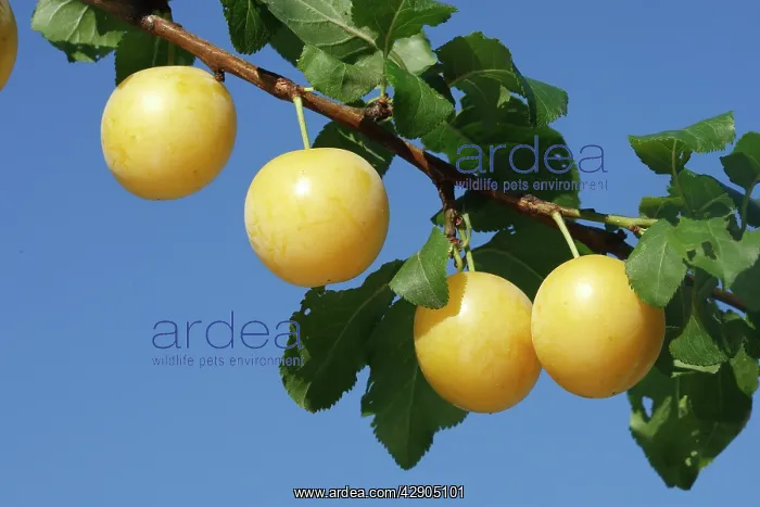  : Mirabelle Plum