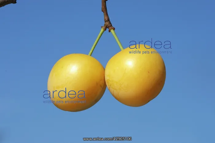  : Mirabelle Plum