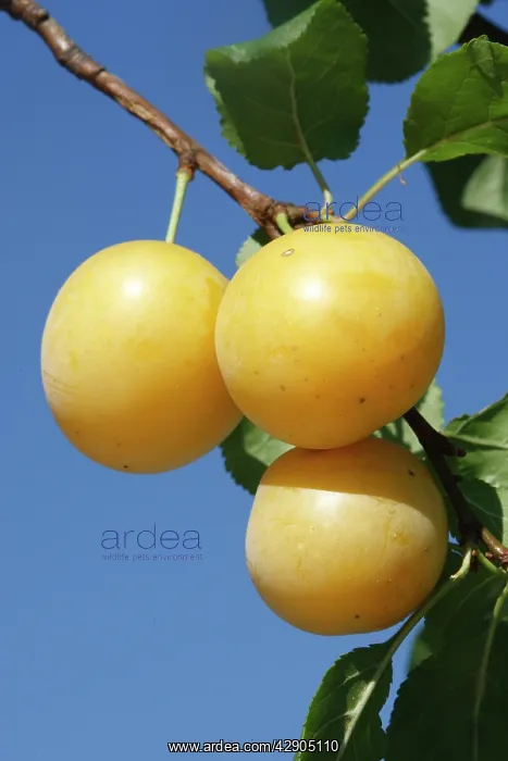  : Mirabelle Plum