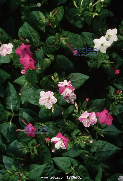 : Mirabilis jalapa : Mirabilis jalapa